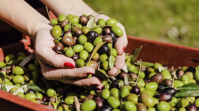 Xylella: perso il 10% dell’Olio d’oliva Italiano, servono 500 milioni di euro