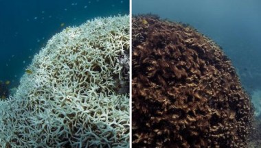 Barriera Corallina Una Morte Lenta Ma Inflessibile Quifinanza