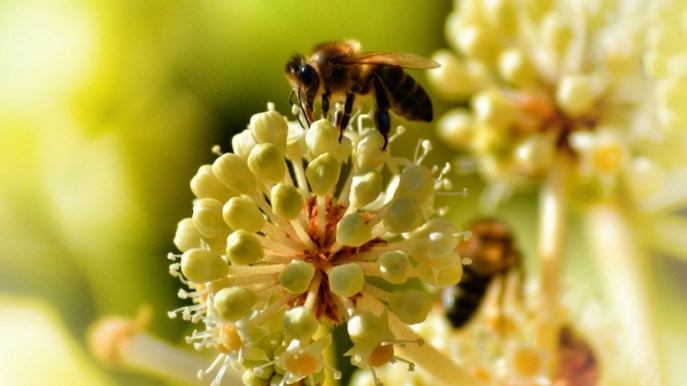 La produzione di miele è a forte rischio nel futuro