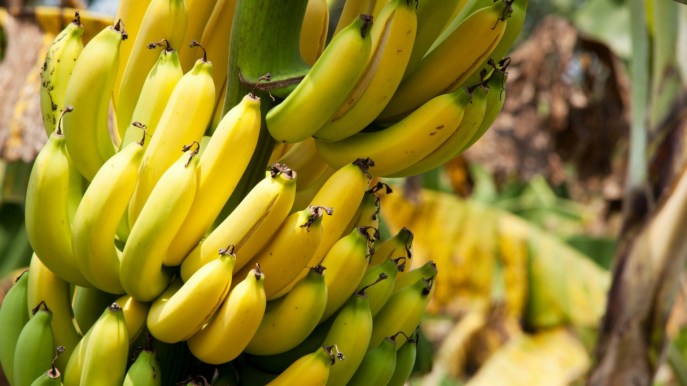 Come funziona il Bananacoin, la criptovaluta basata sul costo delle banane