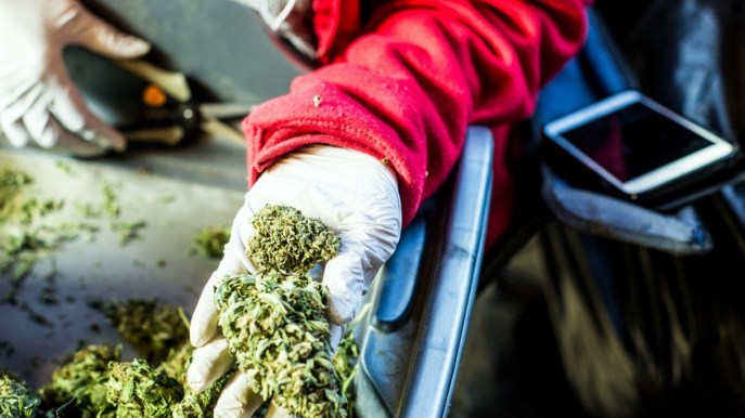 “Maria” Industry: quando la cannabis diventa business