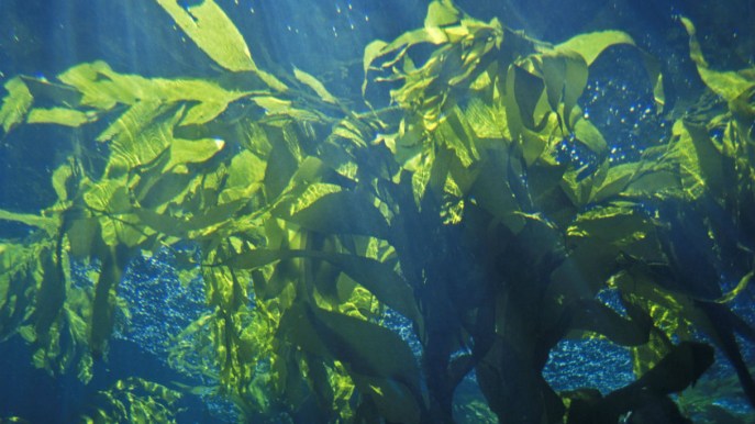 Energia dalle alghe: la nuova frontiera della sostenibilità
