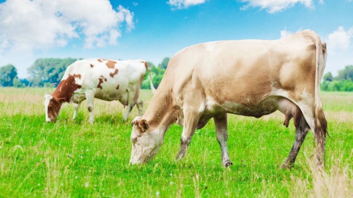 Greenpeace: la produzione di carne e prodotti caseari va ridotta