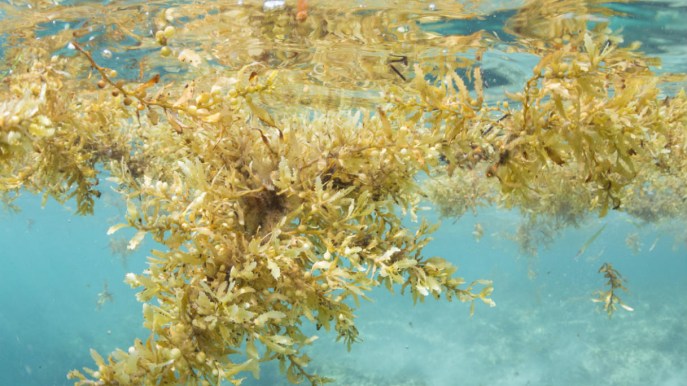 Allarme alghe tossiche: in aumento sulle coste italiane