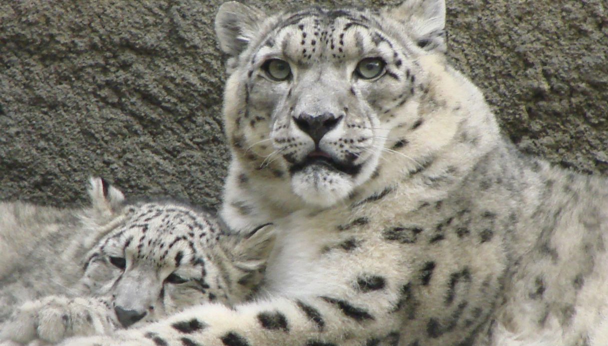 Leopardo delle nevi, a rischio estinzione, sta scomparendo