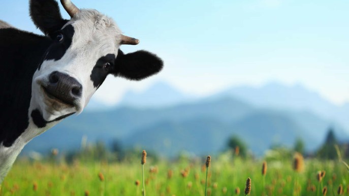Svizzera: il referendum sulle vacche con le corna è stato bocciato