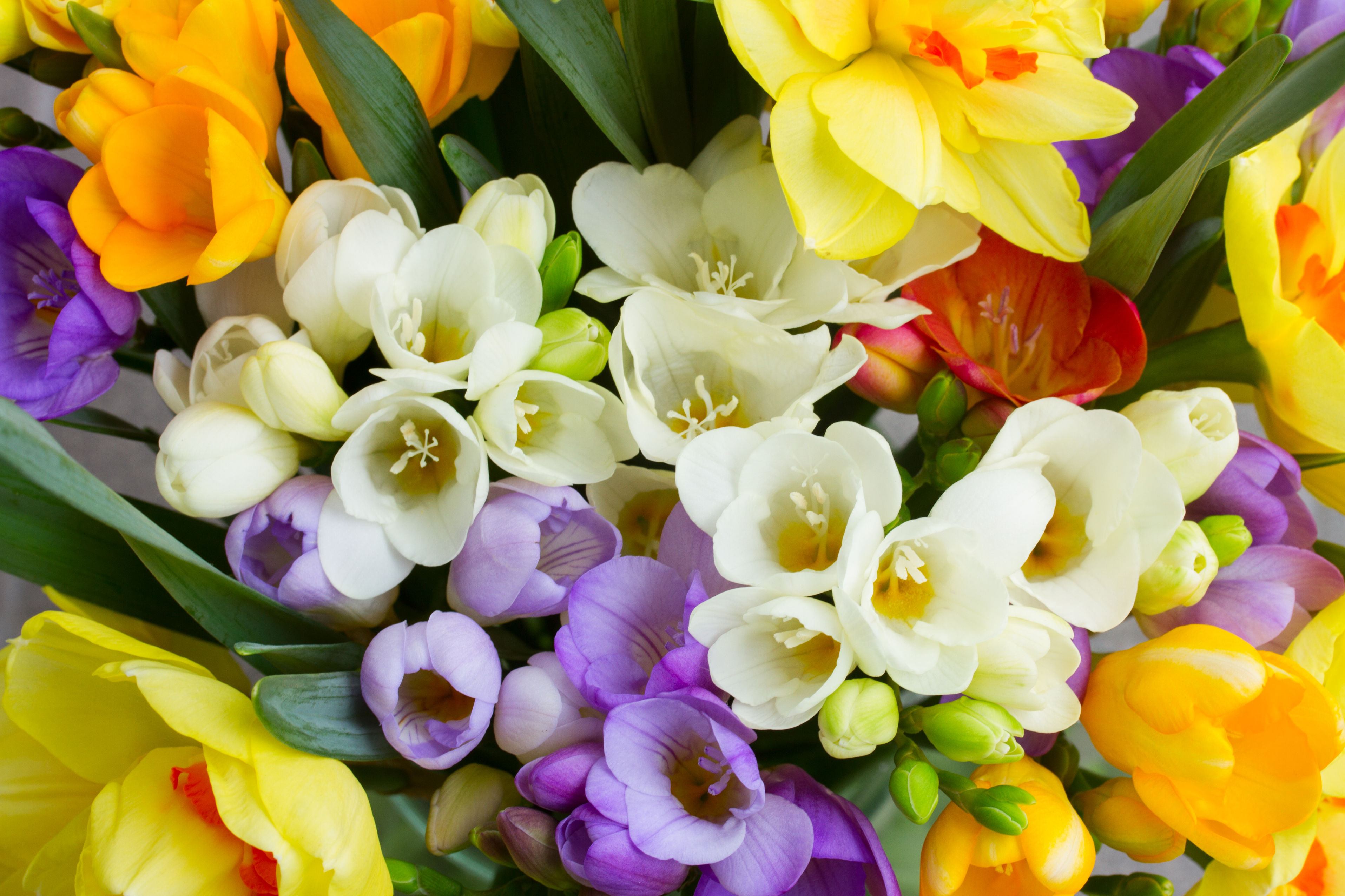 Festa della mamma, 2,5 mil di fiori per le mamme italiane ...