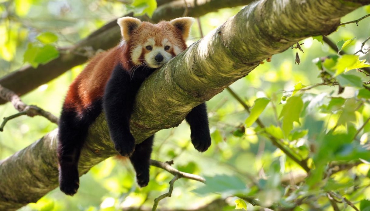 panda-rosso.jpg
