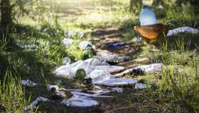 Gli alberi “mangia plastica” che ripuliscono l’ambiente