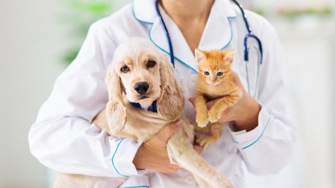 Spese veterinarie e detrazioni 730: chi può beneficiarne?