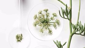 La cosmetica responsabile di P&G Beauty