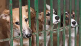 Randagismo in Italia: quanto ci costa e perché è alimentato dal mercato nero dei cani