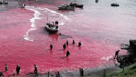 Faroe, la mattanza dei delfini sconvolge il mondo: cos’è il Grindagrap