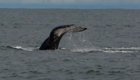 Milionario con il “vomito di balena”: cos’è e quanto vale l’ambra grigia