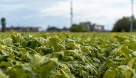 Philip Morris Italia eroga un bonus straordinario ai coltivatori della filiera Coldiretti