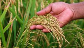 Il ritorno degli orti sociali (sostenibili):  nasce l’Orto della Tradizione