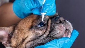 Vaiolo delle scimmie in cani e gatti: attenzione ai sintomi “spia”