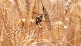 Allarme per l’invasione di cavallette: altre regioni a rischio