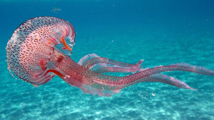 Perché il Salento è invaso dalle meduse e quali sono i rischi