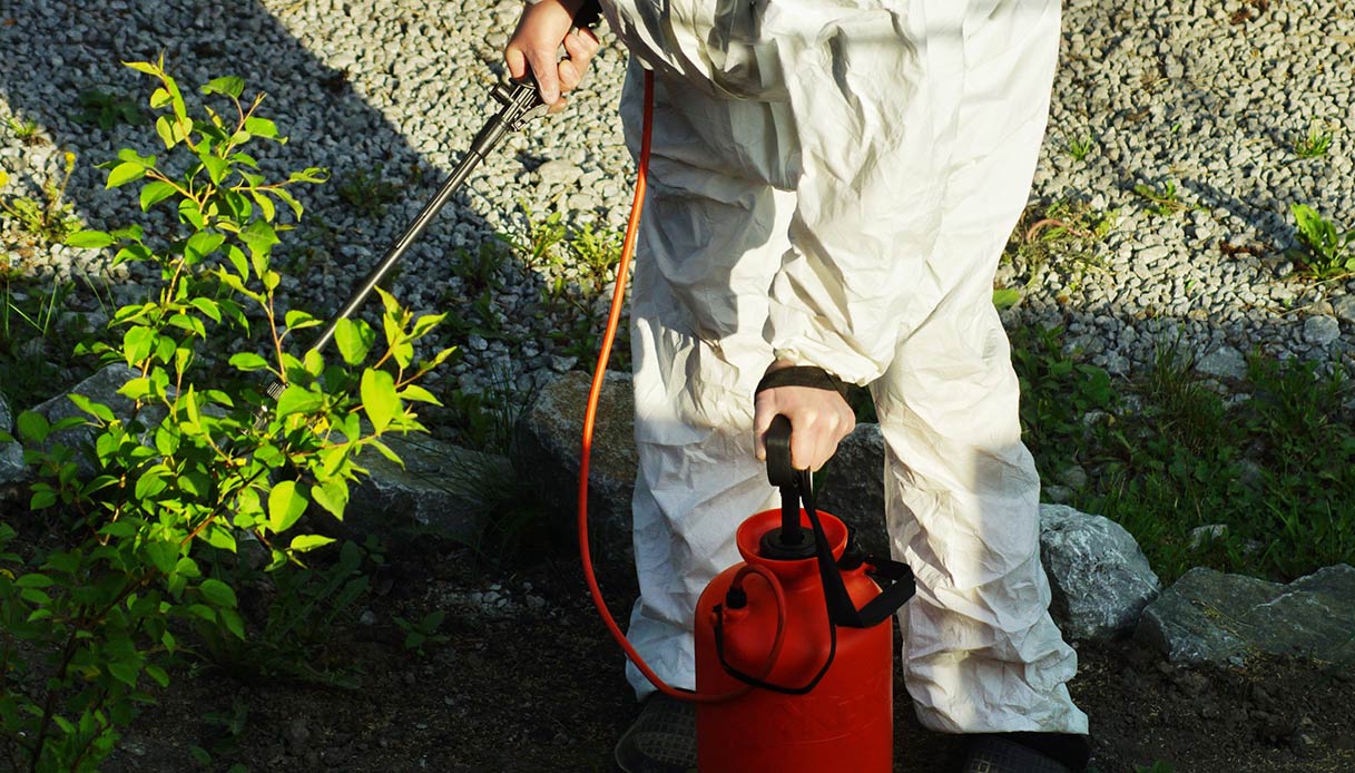 Invasione di blatte in città: i rischi e come eliminarle