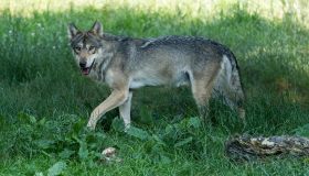 Dopo l’emergenza cinghiali, arrivano i lupi in città