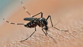 Zanzara tigre, nuovo allarme in queste zone d’Italia