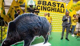 Emergenza cinghiali: italiani vogliono la caccia, ma serve davvero?