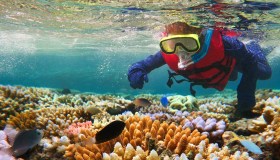 Mai così tanti coralli nella Grande Barriera Corallina australiana