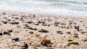 Vongole contaminate in spiaggia: paralizzata