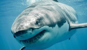 squalo bianco Mar Mediterraneo