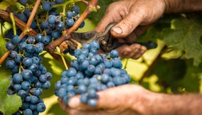 La vendemmia è iniziata in anticipo e con molti problemi: cosa succede