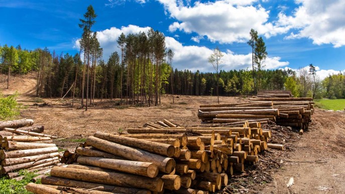 Unione europea, nuove regole per limitare la deforestazione globale