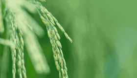 In Italia sono un milione gli occupati in agricoltura