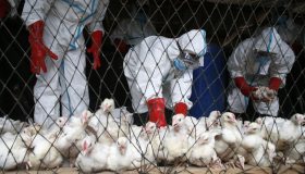 Torna l’incubo influenza aviaria: dove si sta diffondendo