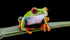 “Eat-that-frog”: ecco il metodo per i procrastinatori seriali 