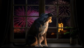 Botti di capodanno, come proteggere cani e gatti