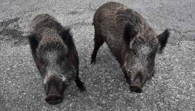 Caccia ai cinghiali: è scontro sul nuovo emendamento in manovra