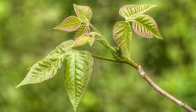 Allarme edera velenosa in Italia: dove cresce e i rischi