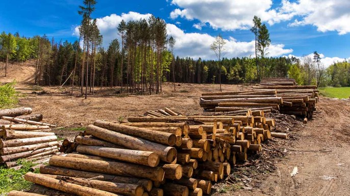 Contro la deforestazione arriva una legge europea