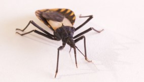 cimice malattia di Chagas