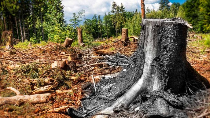 Deforestazione globale, cosa prevede il nuovo regolamento Ue