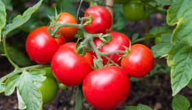 Anche le piante piangono e urlano, le prove dalla Tel-Aviv University