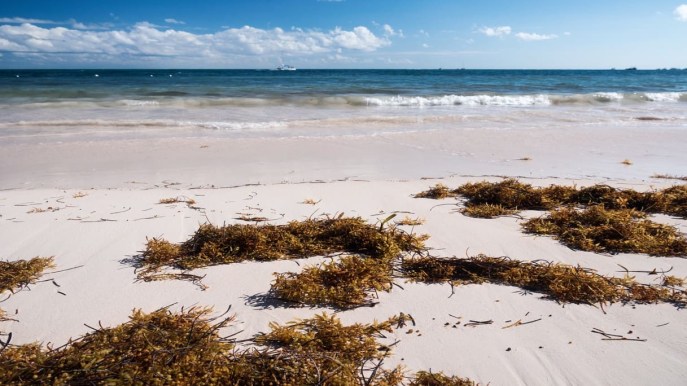 Invasione record di alghe nel Golfo del Messico: catastrofe o opportunità?