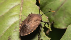 Invasione di cimici in arrivo: cosa fare per liberarsene