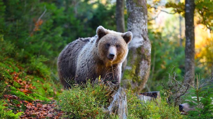 È possibile una convivenza pacifica con gli orsi?