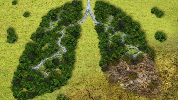 Deforestazione, gli impatti del nuovo regolamento sullo sviluppo sostenibile
