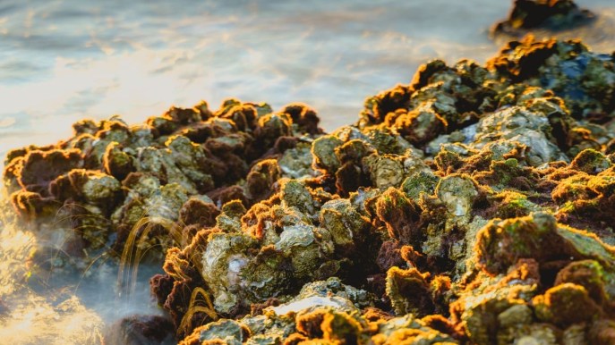 Gusci di ostriche per la salvaguardia dell’oceano: il progetto Oyster2life