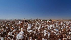 L’alta moda sposa il cotone sostenibile, nuovo progetto in Puglia