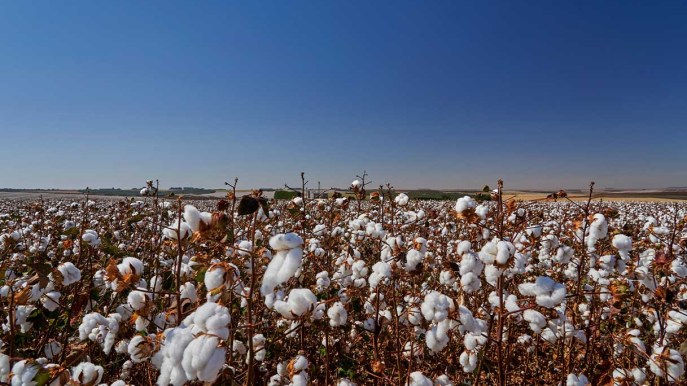 L’alta moda sposa il cotone sostenibile, nuovo progetto in Puglia