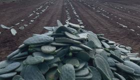 In Puglia il primo impianto biogas alimentato con il fico d’india